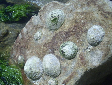 limpets2.JPG