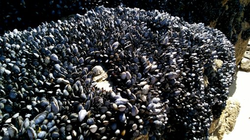 mussels2_4.jpg