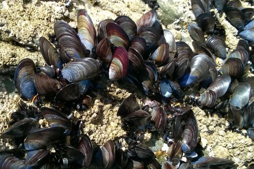 mussels2_5.jpg