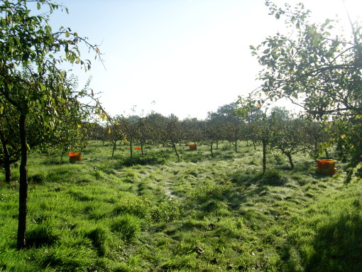 orchard1.JPG