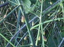 asparagus9.jpg