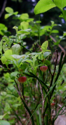 bilberries7.jpg