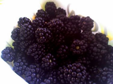 blackberries1.jpg