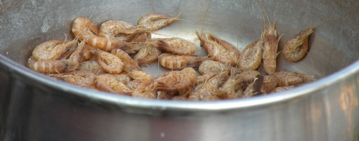 brownshrimp5.JPG