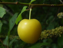 cherryplumthumb.JPG