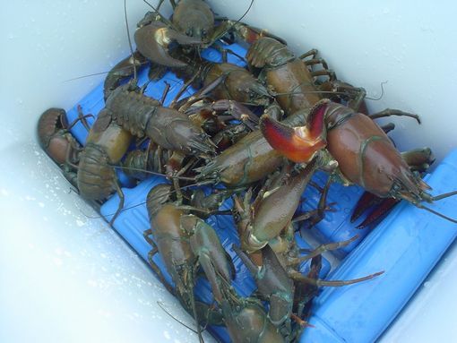 crayfish3.jpg