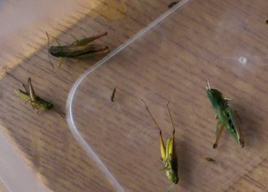 grasshoppers3.jpg