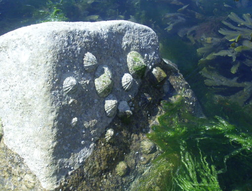 limpets1.JPG