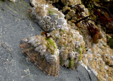 limpets2_1.jpg