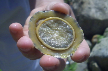 limpets3.JPG
