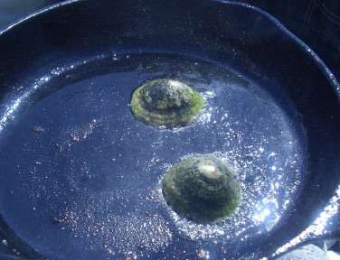 limpets5.JPG