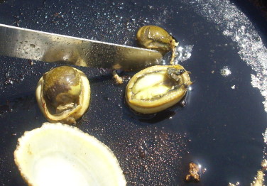 limpets6.JPG