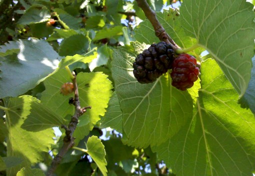 mulberries1.jpg