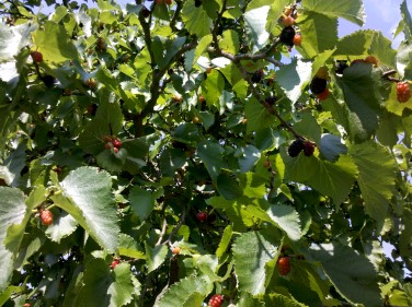 mulberries3.jpg