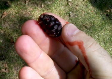 mulberries4.jpg