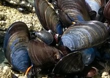 mussels2thumb.jpg