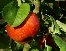 orchardthumb.JPG