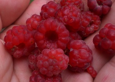 raspberries3.jpg