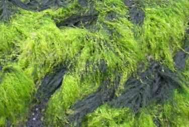 seaweed2.jpg