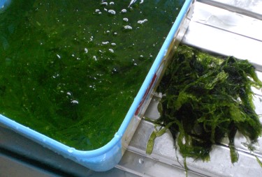 seaweed3.jpg