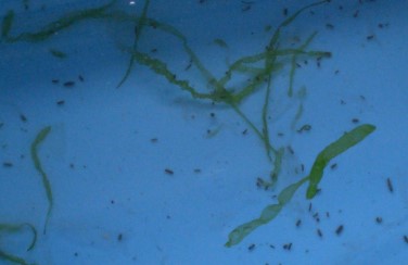 seaweed4.jpg