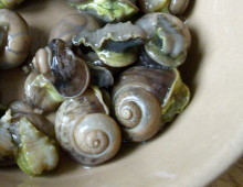 snail11.JPG