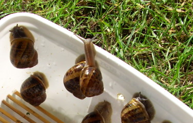snail6.JPG