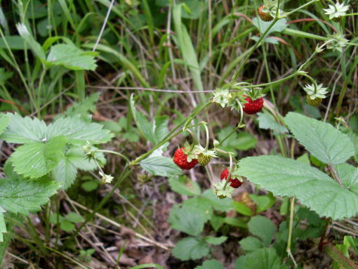 wildstrawberries1.JPG
