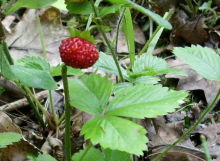 wildstrawberriesthumb.JPG